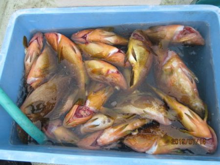 大進丸(新潟) 釣果