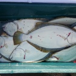 小樽港遊漁船SHAKE 釣果