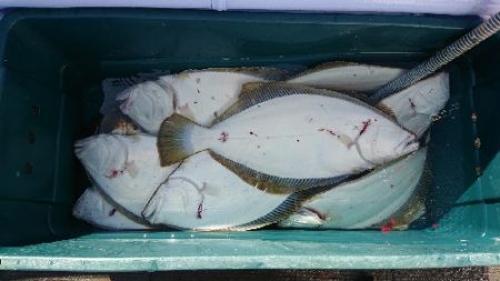 小樽港遊漁船SHAKE 釣果