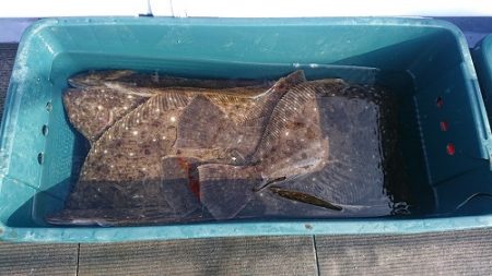 小樽港遊漁船ＳＨＡＫＥ 釣果