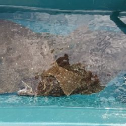 小樽港遊漁船ＳＨＡＫＥ 釣果