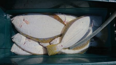 小樽港遊漁船ＳＨＡＫＥ 釣果