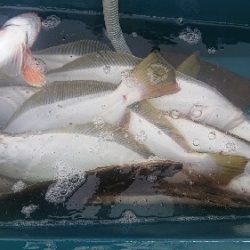 小樽港遊漁船SHAKE 釣果