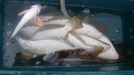 小樽港遊漁船ＳＨＡＫＥ 釣果