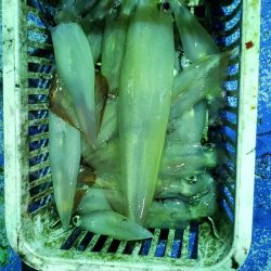 海龍丸（石川） 釣果