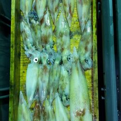 海龍丸（石川） 釣果