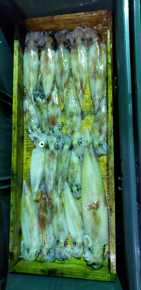 海龍丸（石川） 釣果