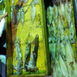 海龍丸（石川） 釣果