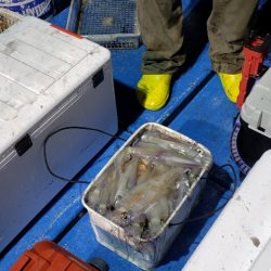 海龍丸（石川） 釣果