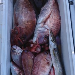 遊漁船 家入 釣果