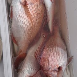 シースナイパー海龍 釣果