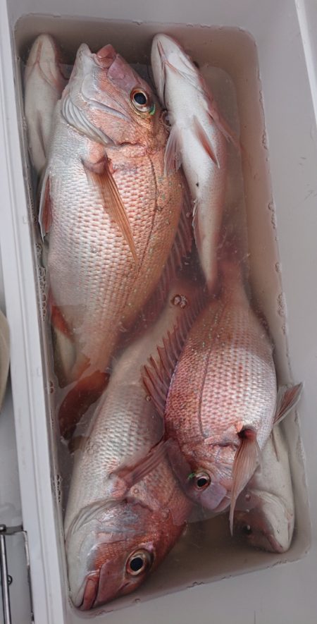 シースナイパー海龍 釣果