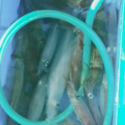 LUSTER『ラスター』 釣果