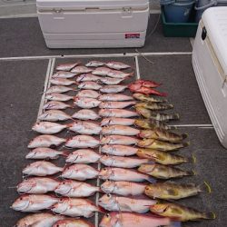 ARCADIAⅡ (アルカディアⅡ) 釣果