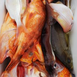 第二龍勢丸 釣果