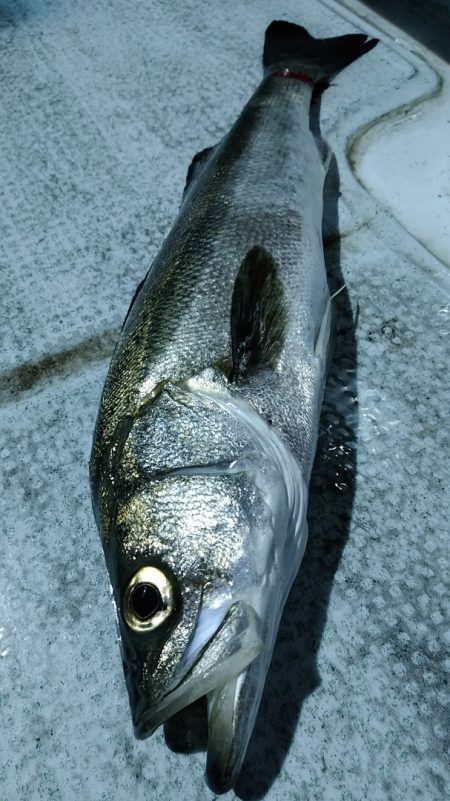 LUSTER『ラスター』 釣果