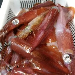 LUSTER『ラスター』 釣果