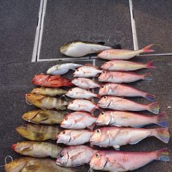 ARCADIAⅡ (アルカディアⅡ) 釣果