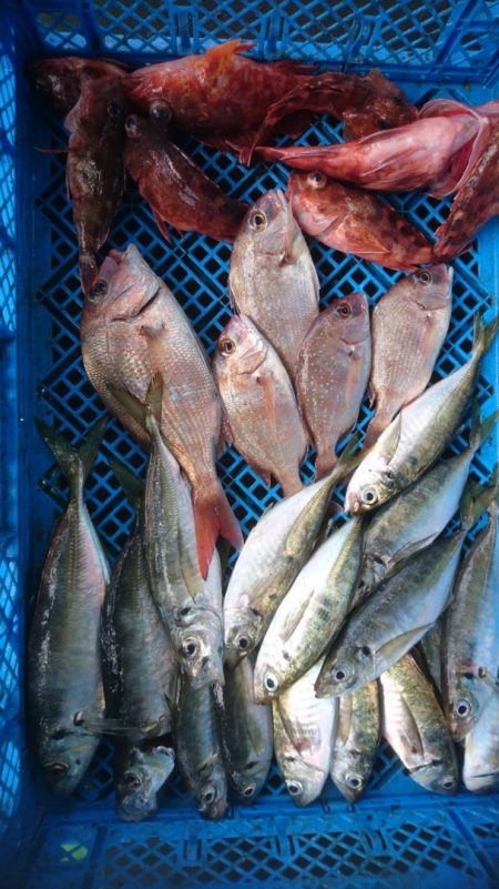 小島丸 釣果
