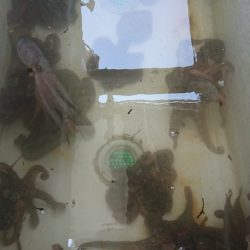 遊漁船 家入 釣果