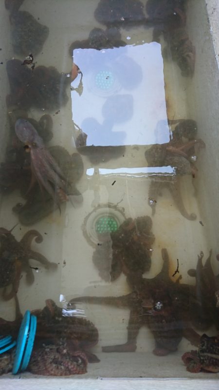 遊漁船 家入 釣果