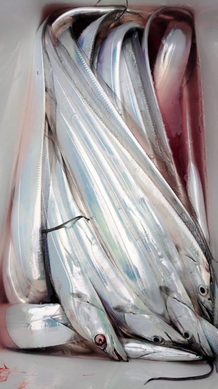 金沢八景鴨下丸 釣果