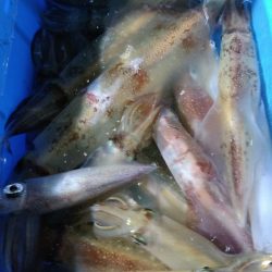 LUSTER『ラスター』 釣果