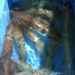 LUSTER『ラスター』 釣果