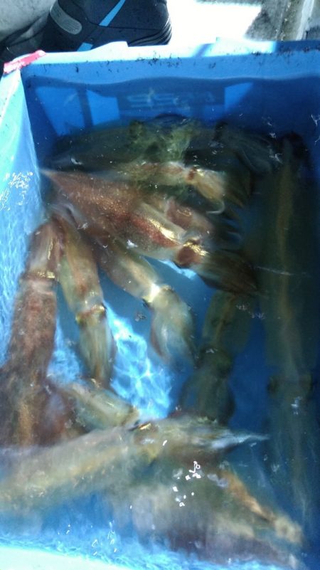 LUSTER『ラスター』 釣果