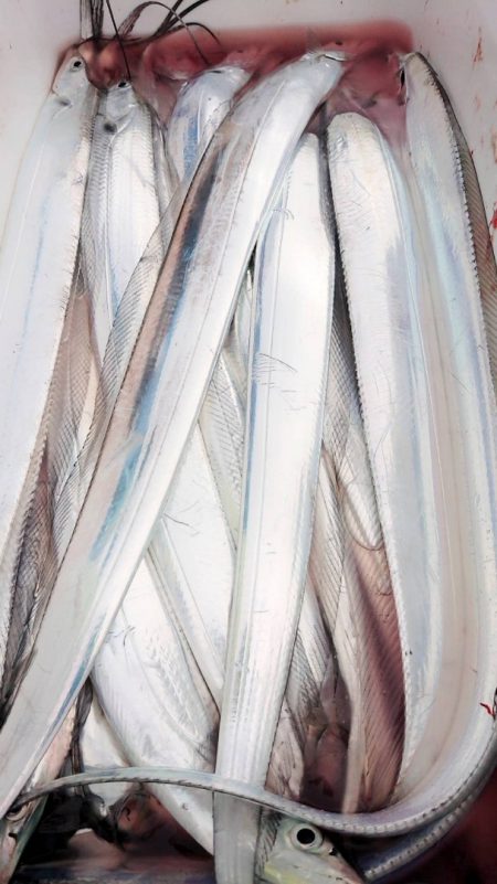 金沢八景鴨下丸 釣果