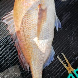 第二龍勢丸 釣果