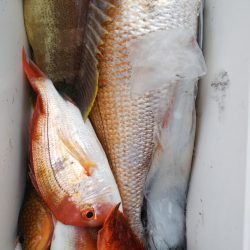 第二龍勢丸 釣果