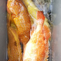 第二龍勢丸 釣果