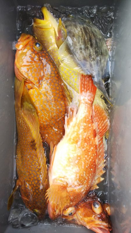 第二龍勢丸 釣果