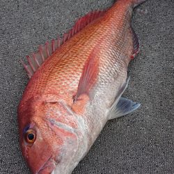 ARCADIAⅡ （アルカディアⅡ） 釣果