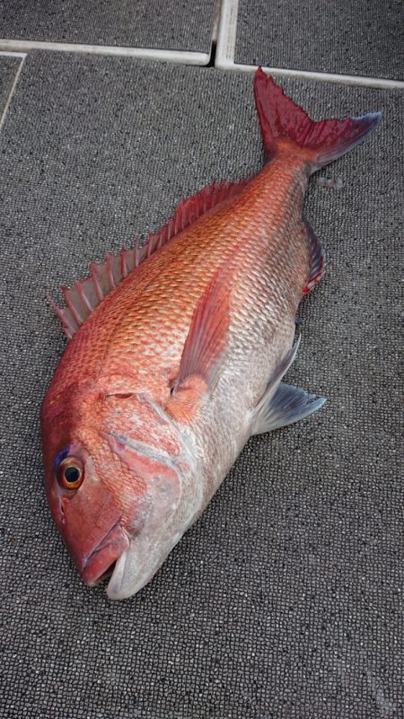 ARCADIAⅡ （アルカディアⅡ） 釣果