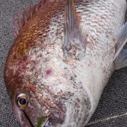 ARCADIAⅡ （アルカディアⅡ） 釣果