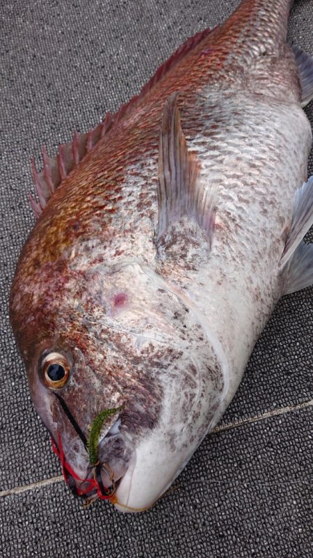 ARCADIAⅡ （アルカディアⅡ） 釣果…