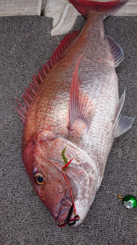 ARCADIAⅡ （アルカディアⅡ） 釣果