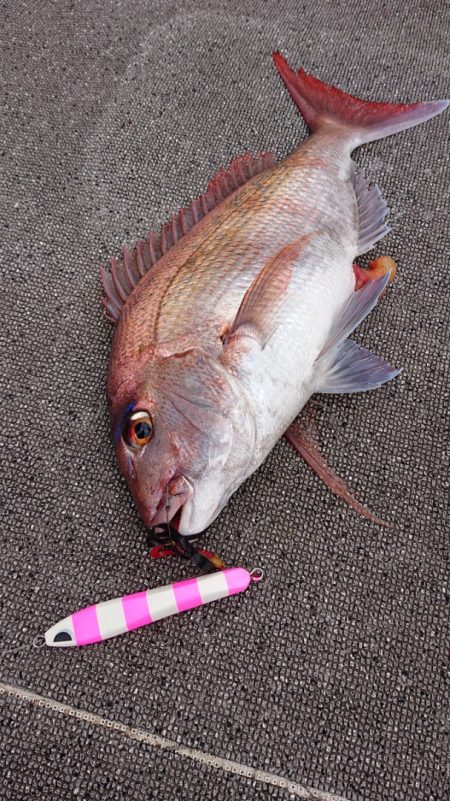 ARCADIAⅡ （アルカディアⅡ） 釣果