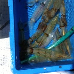 LUSTER『ラスター』 釣果