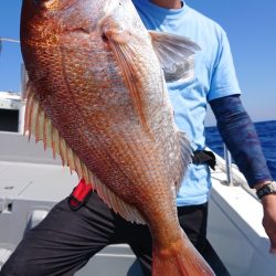 だて丸 釣果