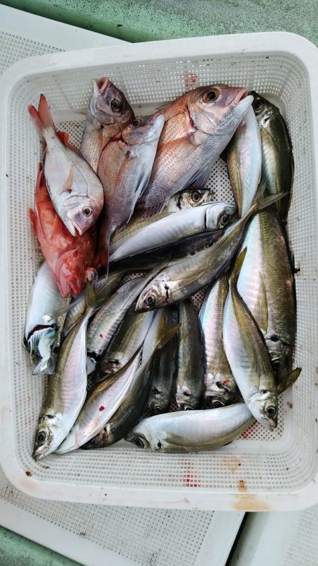 小島丸 釣果