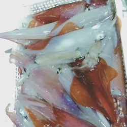 LUSTER『ラスター』 釣果