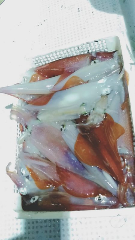 LUSTER『ラスター』 釣果