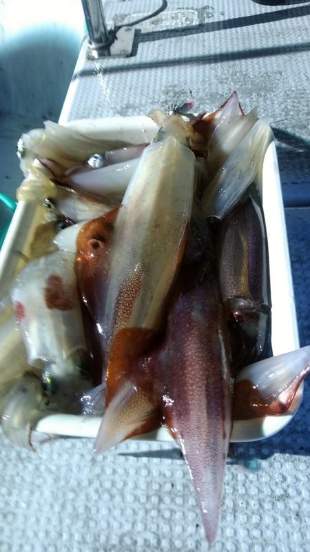 LUSTER『ラスター』 釣果