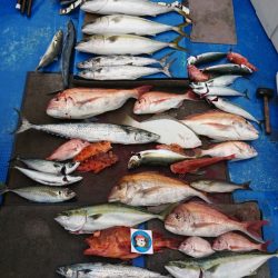 清和丸 釣果