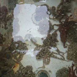 遊漁船 家入 釣果