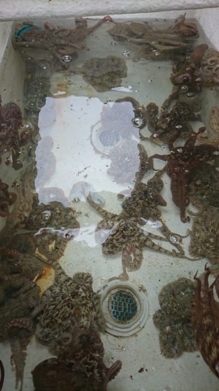 遊漁船　家入 釣果