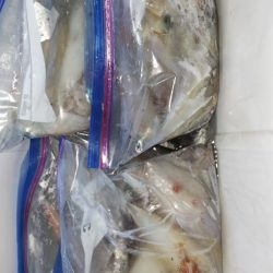 第二龍勢丸 釣果